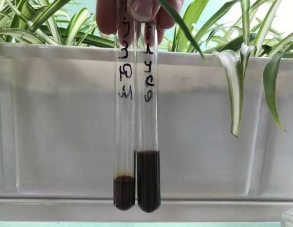 Файл:Якісне визначення цукрів, жирів та білків у рослинному матеріалі.,.jpg