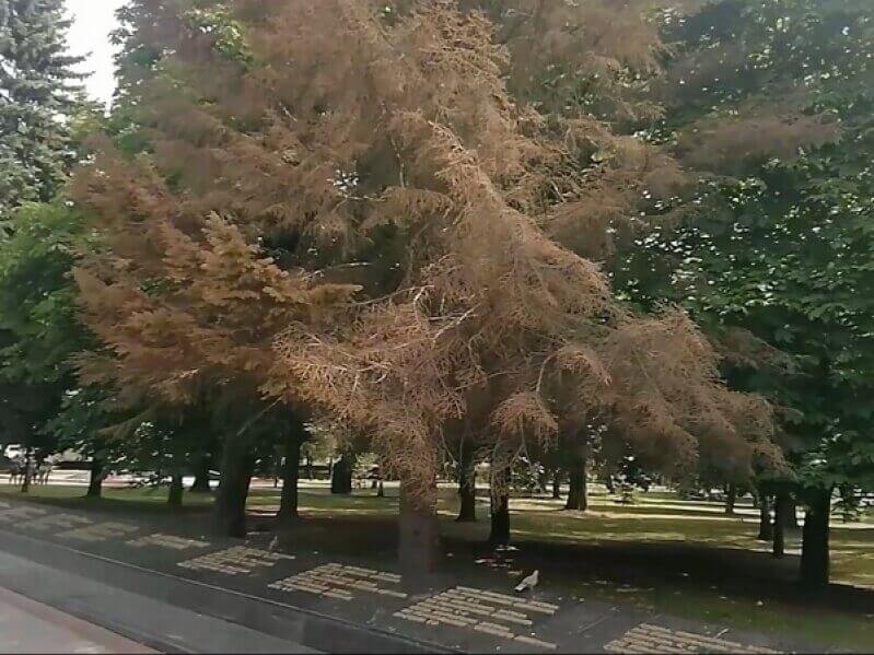 Файл:66632 189.jpg