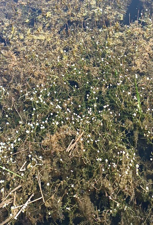 Файл:Асоціація Ranunculetum aquatilis.jpg