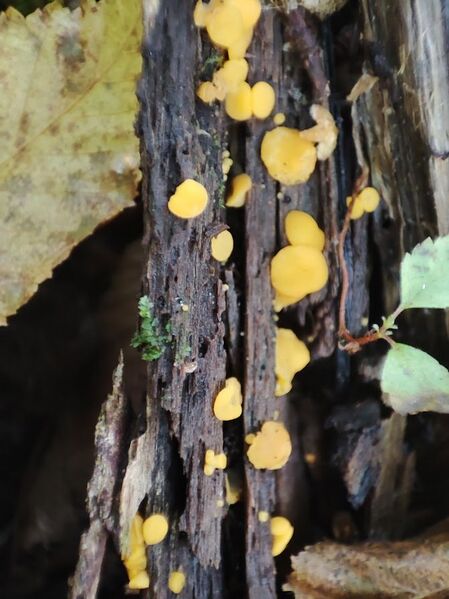 Файл:472123625 1626304767966271 1805485313798827934 n.jpg