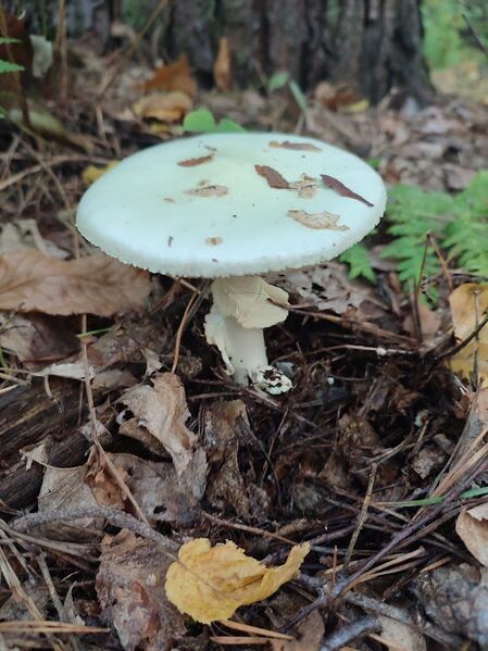 Файл:472101920 1626305051299576 8315100505831099354 n.jpg