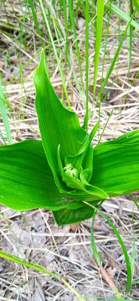 Файл:474583162 593479910136289 2182265934496366108 n.jpg