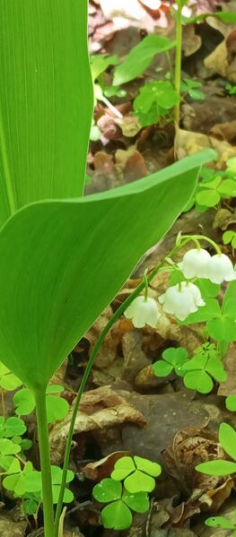 Файл:499718592 681022388048707 4667750222087897682 n.jpg