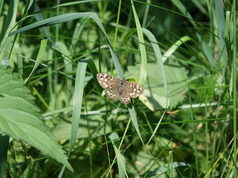 Файл:474254910 593351026815844 7312812483422037359 n.jpg