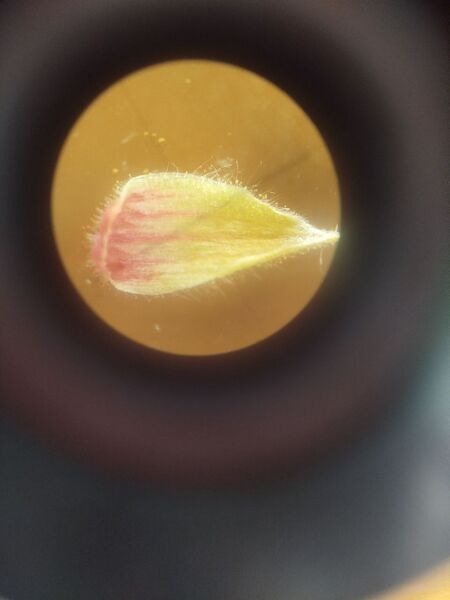 Файл:Photo 2025-05-09 22-22-25.jpg