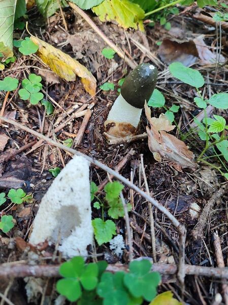 Файл:472272397 1626305054632909 7844695334220624536 n.jpg