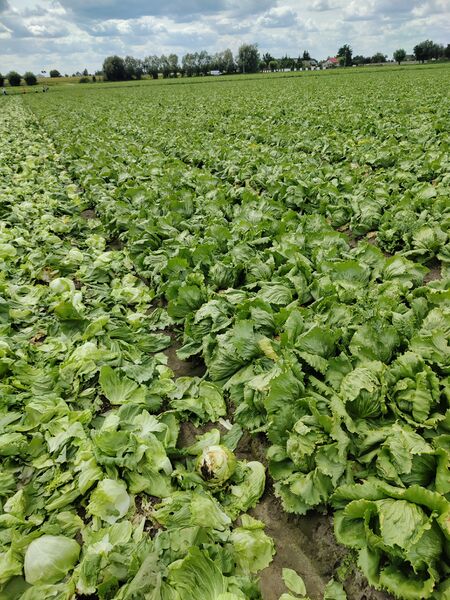 Файл:531235008 2824657111256703 678386144073352831 n.jpg