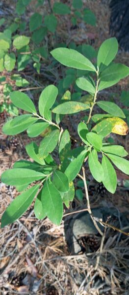 Файл:533054800 746413611509584 2197566019209546104 n.jpg