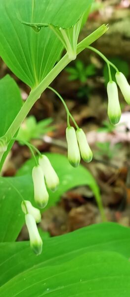 Файл:500020200 681021524715460 154453268213969611 n.jpg