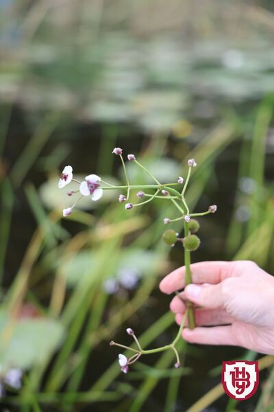 Файл:1024-1536 4.jpg