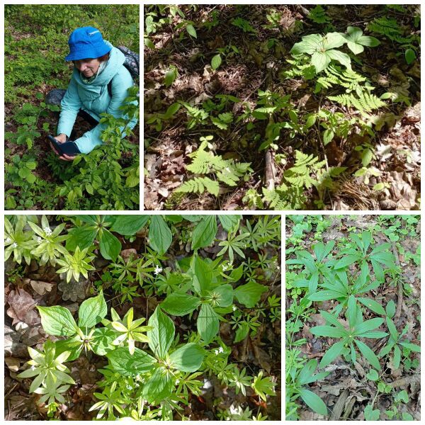 Файл:Fotoram.io (79).jpg