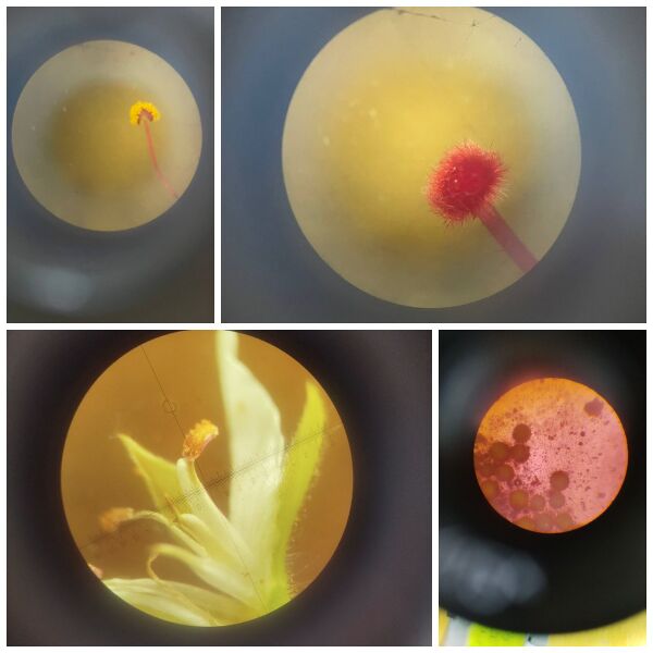 Файл:Лабораторне заняття з курсу Ботаніка. Тема Будова квітки та цикл відтворення покритонасінних.jpg