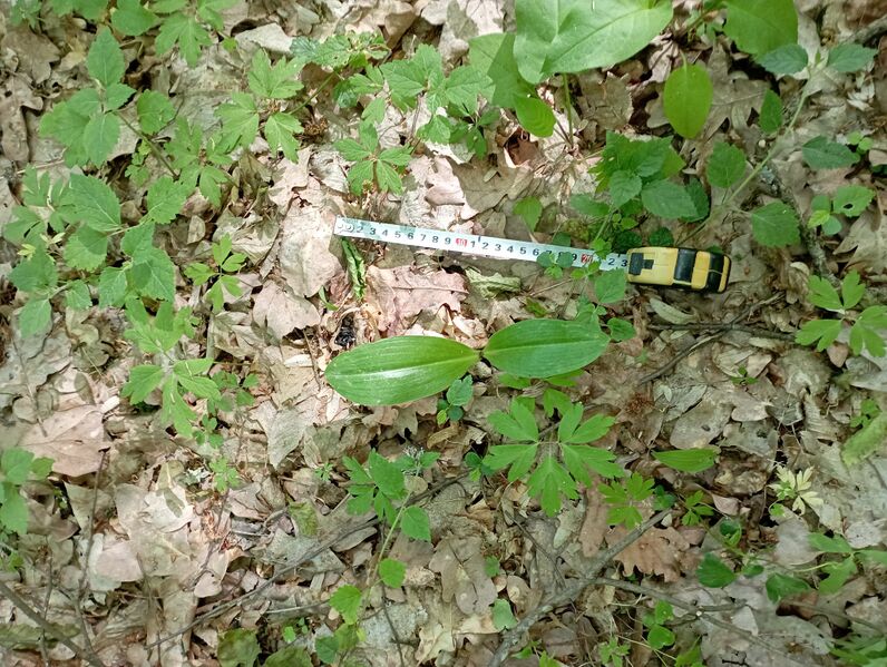 Файл:474125601 593351246815822 5385978160094198328 n.jpg