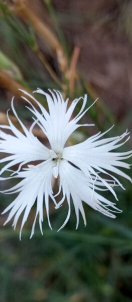 Файл:533561343 746413071509638 3808591630712338977 n.jpg