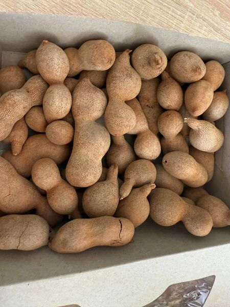 Файл:Photo 2025-05-01 11-12-10.jpg