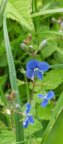 Файл:499957820 681022021382077 8076906458200306202 n.jpg