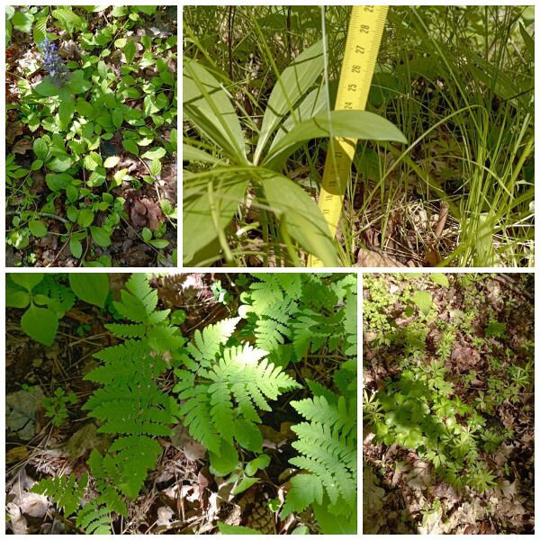 Файл:Fotoram.io (77).jpg