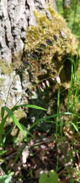 Файл:499495330 681022301382049 908909634184971687 n.jpg