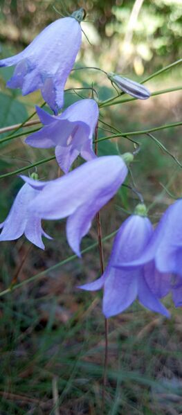 Файл:533009840 746413874842891 2887244745264104420 n.jpg