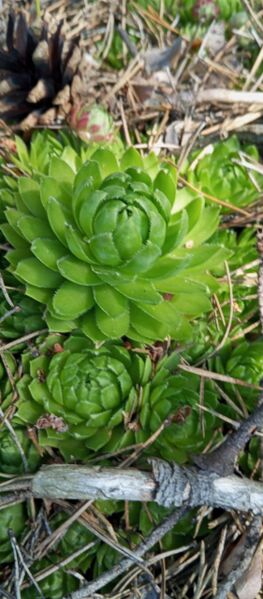 Файл:533458909 746413784842900 6401263960632140353 n.jpg