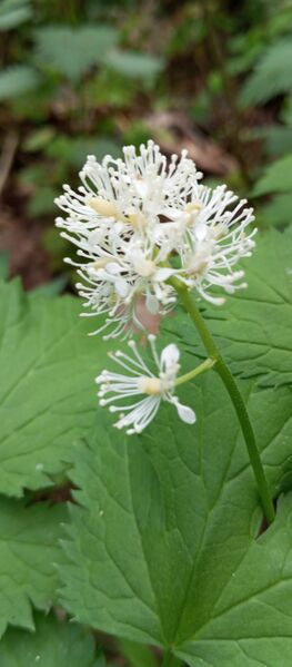 Файл:499466954 681021334715479 7846371473458985228 n.jpg