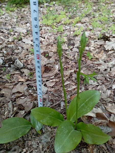 Файл:474480190 593351486815798 8370830673153569440 n.jpg