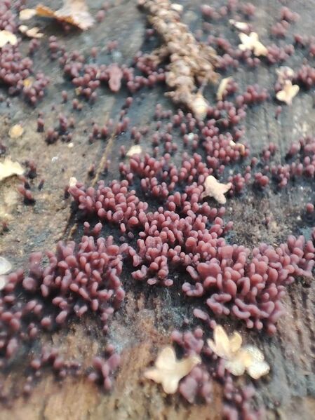 Файл:472302605 1626305077966240 6366889739830959705 n.jpg