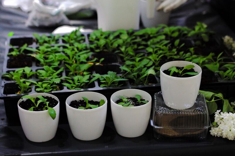 Файл:497913554 1144038671096027 889758566849799628 n.jpg