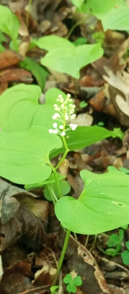 Файл:499965399 681022601382019 5647974819099420816 n.jpg