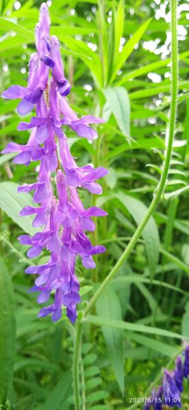 Файл:474584495 593479690136311 6436564453193913055 n.jpg