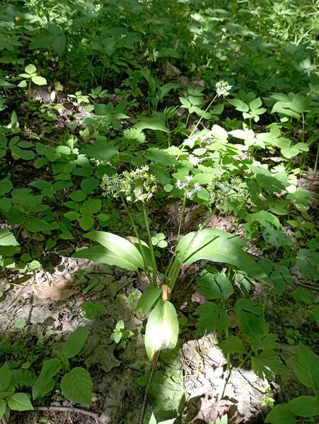 Файл:474325446 593351090149171 7077769530481232401 n.jpg