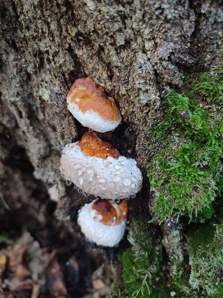 Файл:472496386 1626305091299572 5160623211711128873 n.jpg