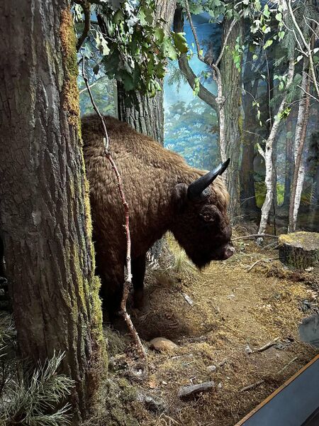 Файл:478079634 936683445115176 4972895143062793613 n.jpg