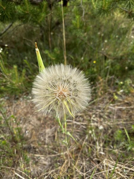 Файл:474661330 593479903469623 6248457858924279915 n.jpg