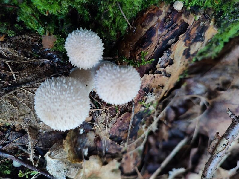 Файл:472159162 1626305071299574 2534777451720162215 n.jpg