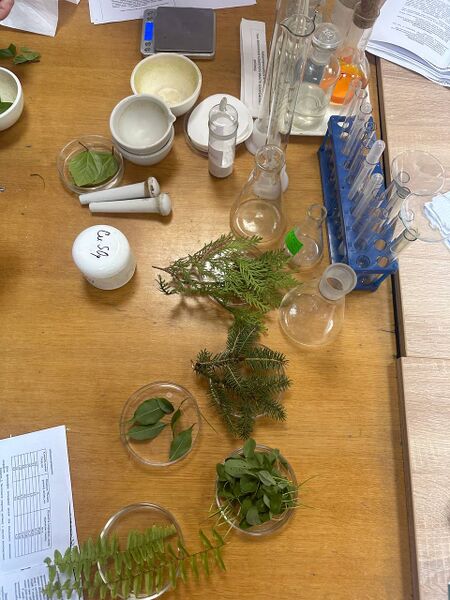 Файл:Photo 2025-11-11 11-33-28.jpg