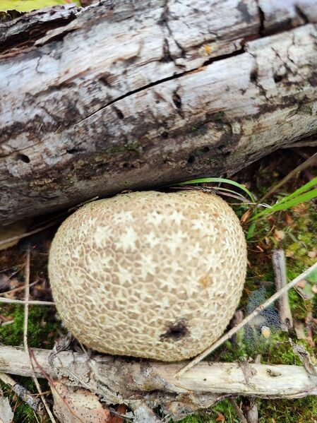 Файл:472155134 1626305074632907 1489409880864964980 n.jpg