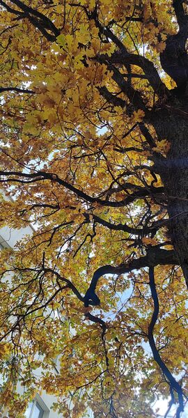 Файл:572390276 1891190915161620 4660015308610776950 n.jpg