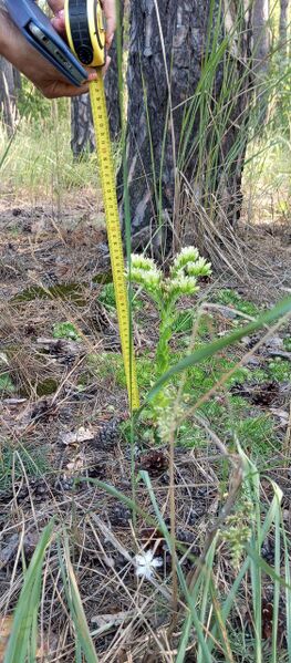 Файл:532586981 746412971509648 5076965174198083735 n.jpg