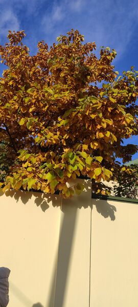 Файл:571800181 1891191441828234 3284073585086226396 n.jpg