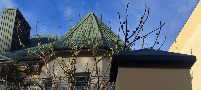 Файл:573366072 1891191691828209 8955351534088939563 n.jpg