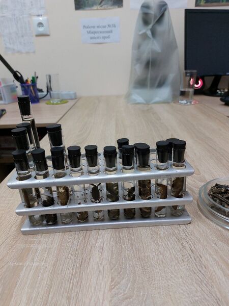 Файл:Photo 2025-04-11 13-22-03 (2).jpg